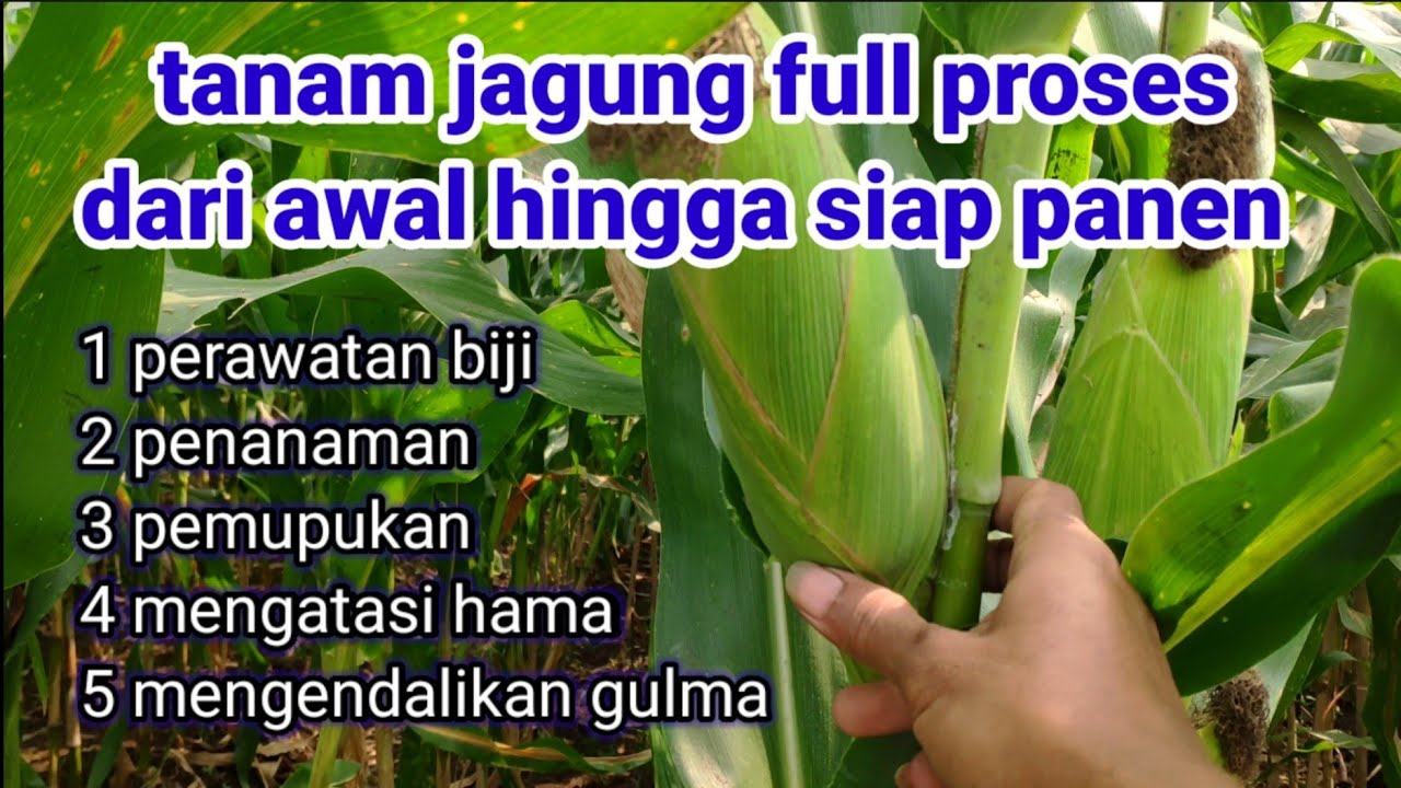 Ternyata Menanam Jagung Soal Kelas 1 Bisa Jadi Rahasia Sukses Petani Modern
